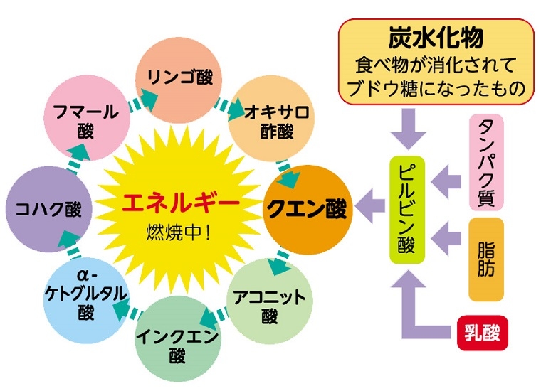 フルオロクエン酸