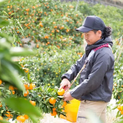 おふくろスムージー みかんと柚子