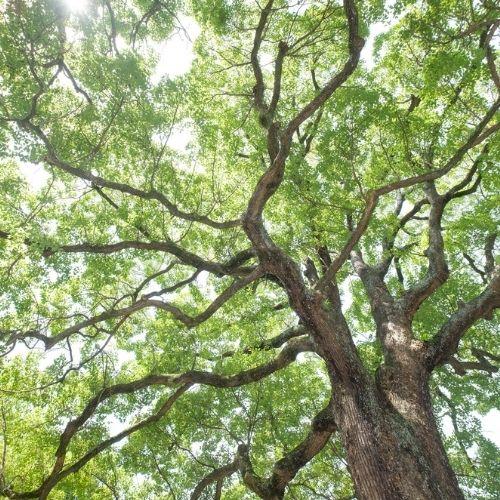 ハンギング防虫アロマブロック