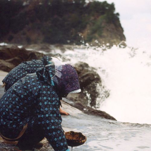 しまねブランド 十六島海苔
