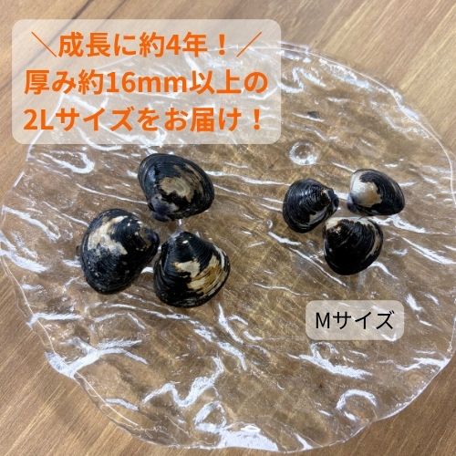 大和しじみ2Lサイズ（冷凍）