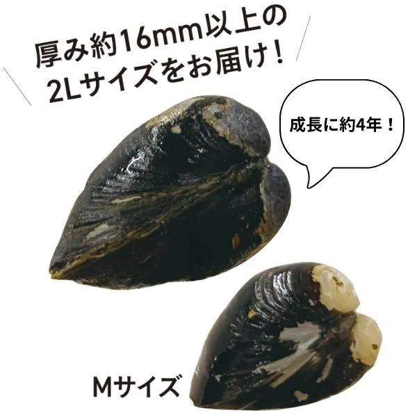 大和しじみ2Lサイズ（冷凍）