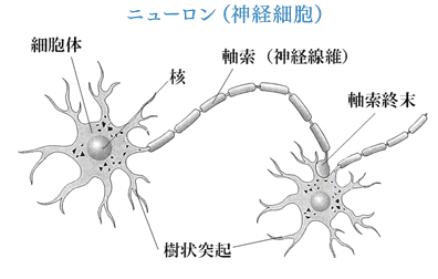 ニューロン