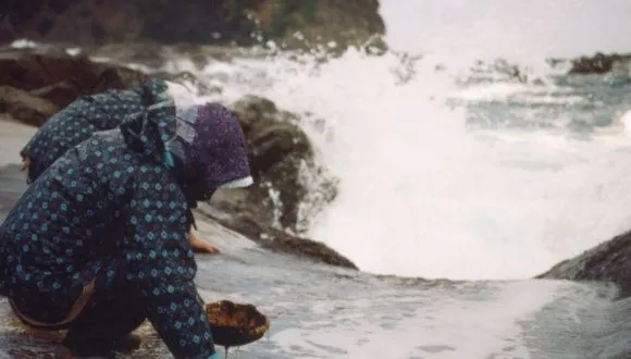 十六島海苔収穫