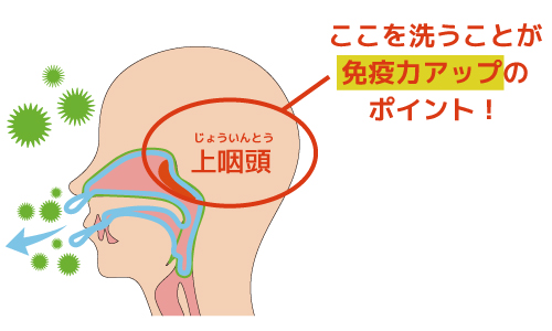 上咽頭