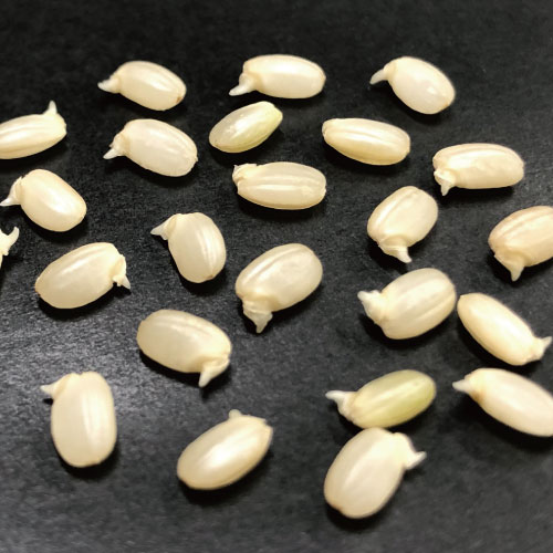 発芽玄米