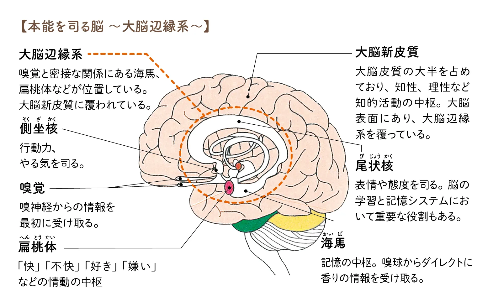 本能を司る脳〜大脳辺縁系〜