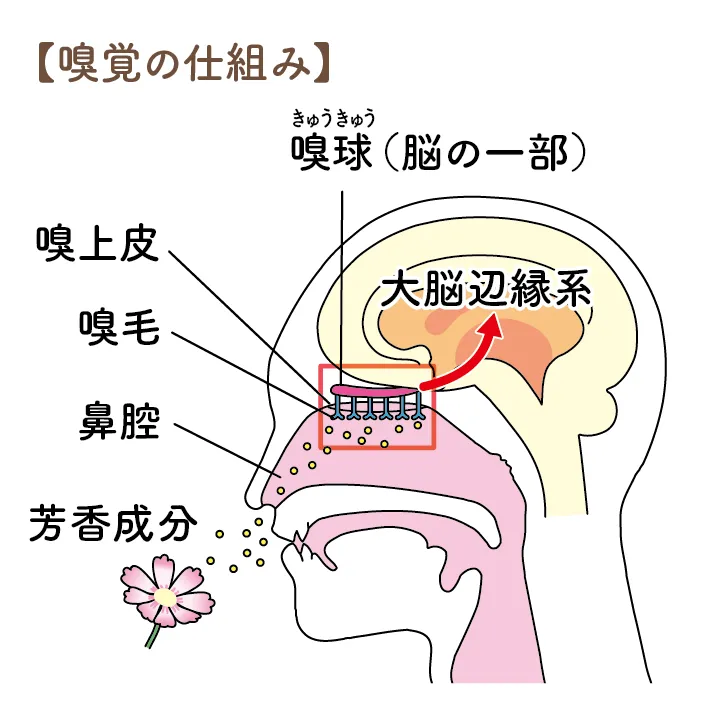 嗅覚の仕組み