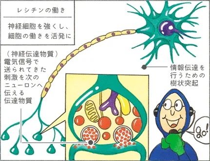 レシチンまんが