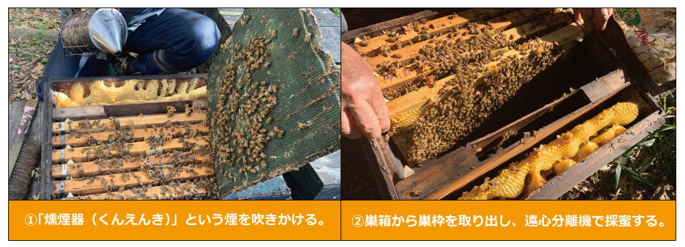 採蜜方法