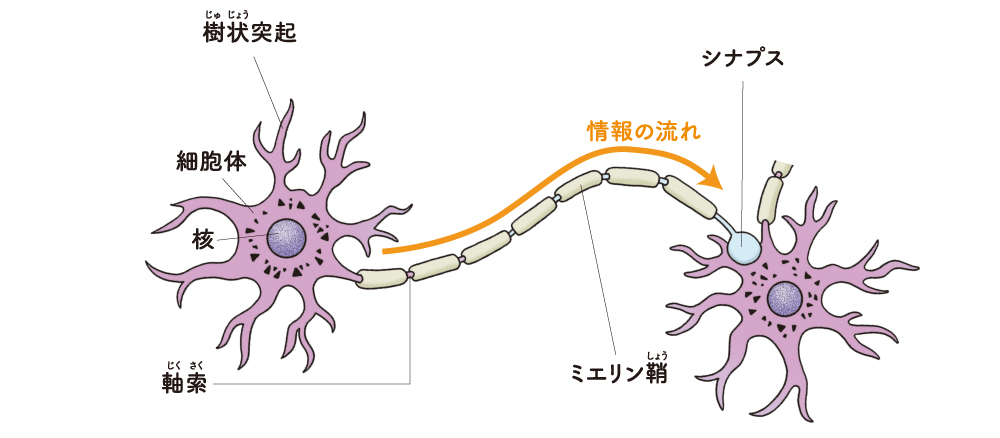 シナプス