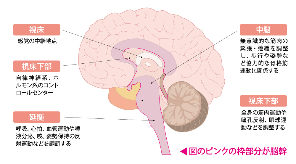 脳幹