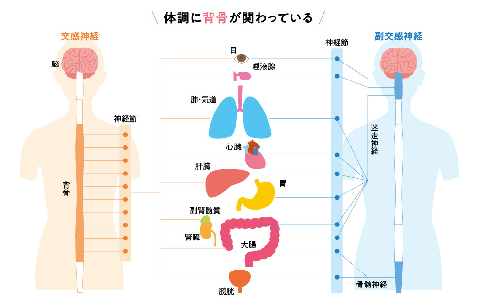 背骨イラスト